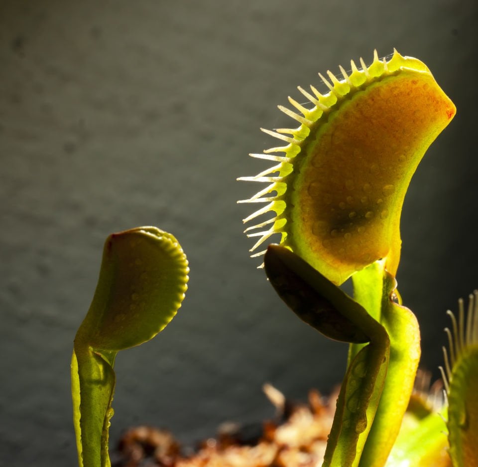 Dionaea Muscipula - Venus Fly Trap