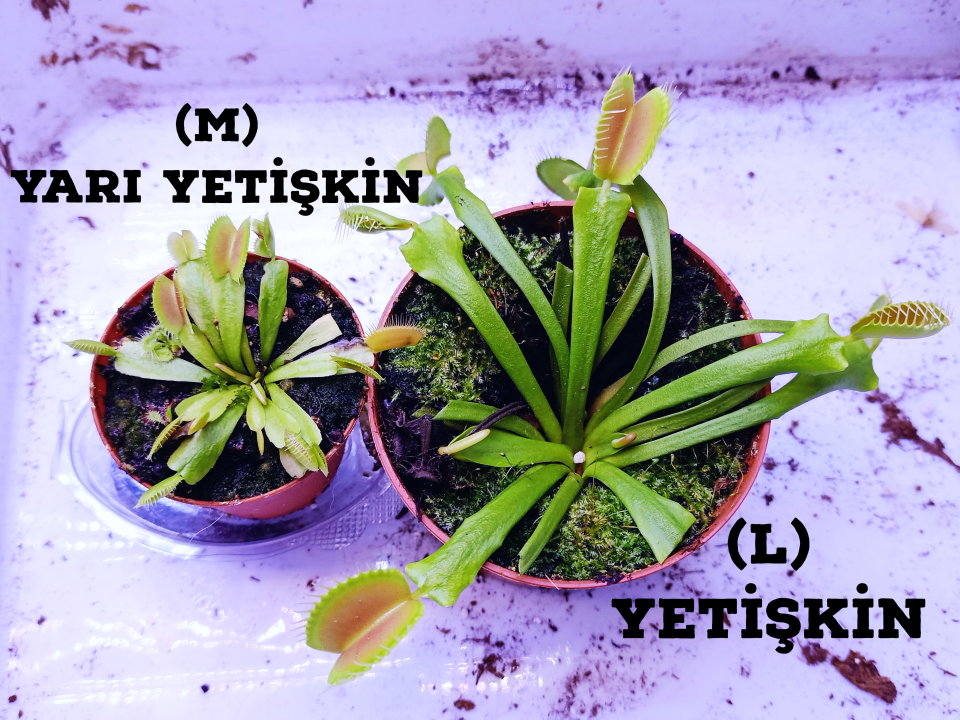 Dionaea Muscipula - Venus Fly Trap