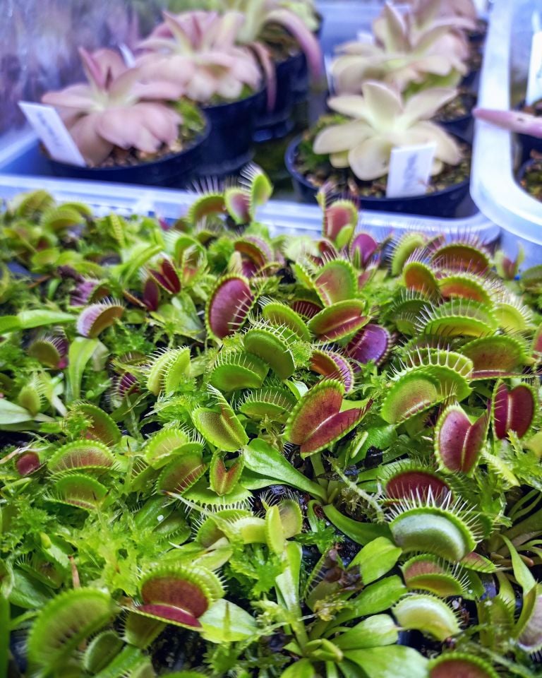 Dionaea Muscipula - Venus Fly Trap