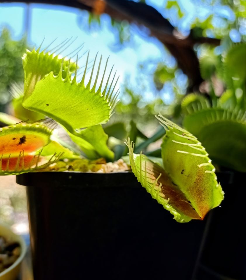 Dionaea Muscipula - Venus Fly Trap