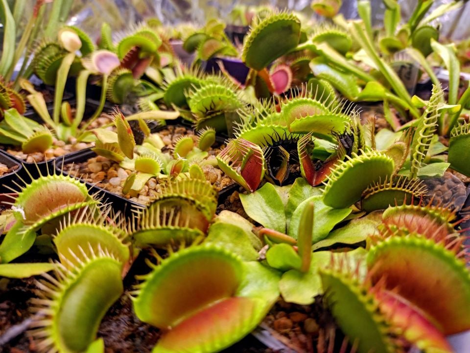 Dionaea Muscipula - Venus Fly Trap