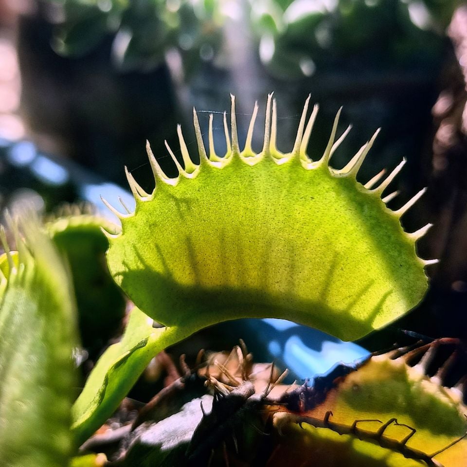 Dionaea Muscipula - Venus Fly Trap
