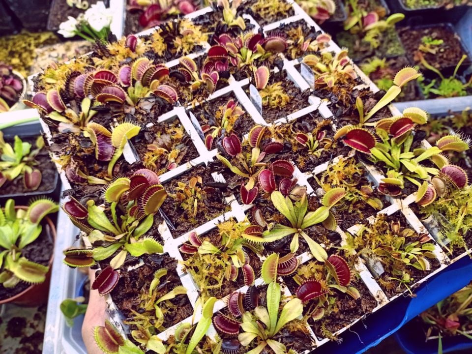Dionaea Muscipula - Venus Fly Trap