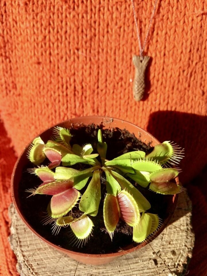 Dionaea Muscipula - Venus Fly Trap