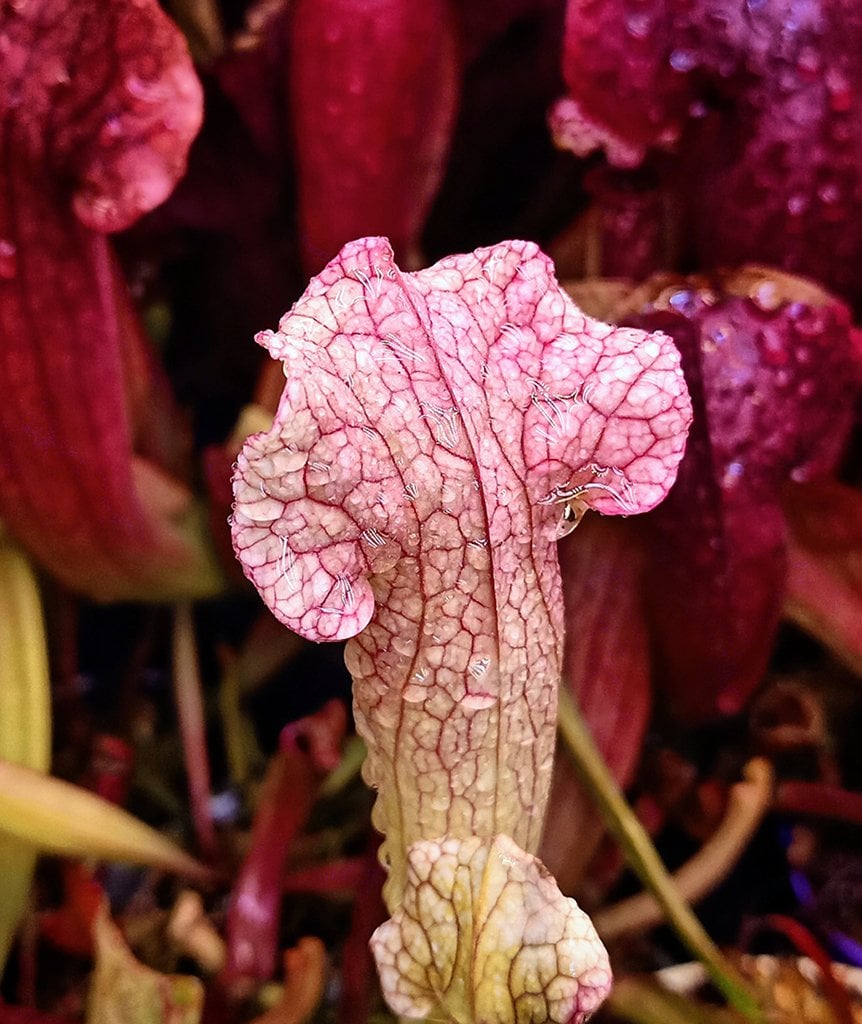 Sarracenia Velvet