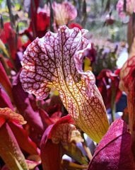 Sarracenia Velvet