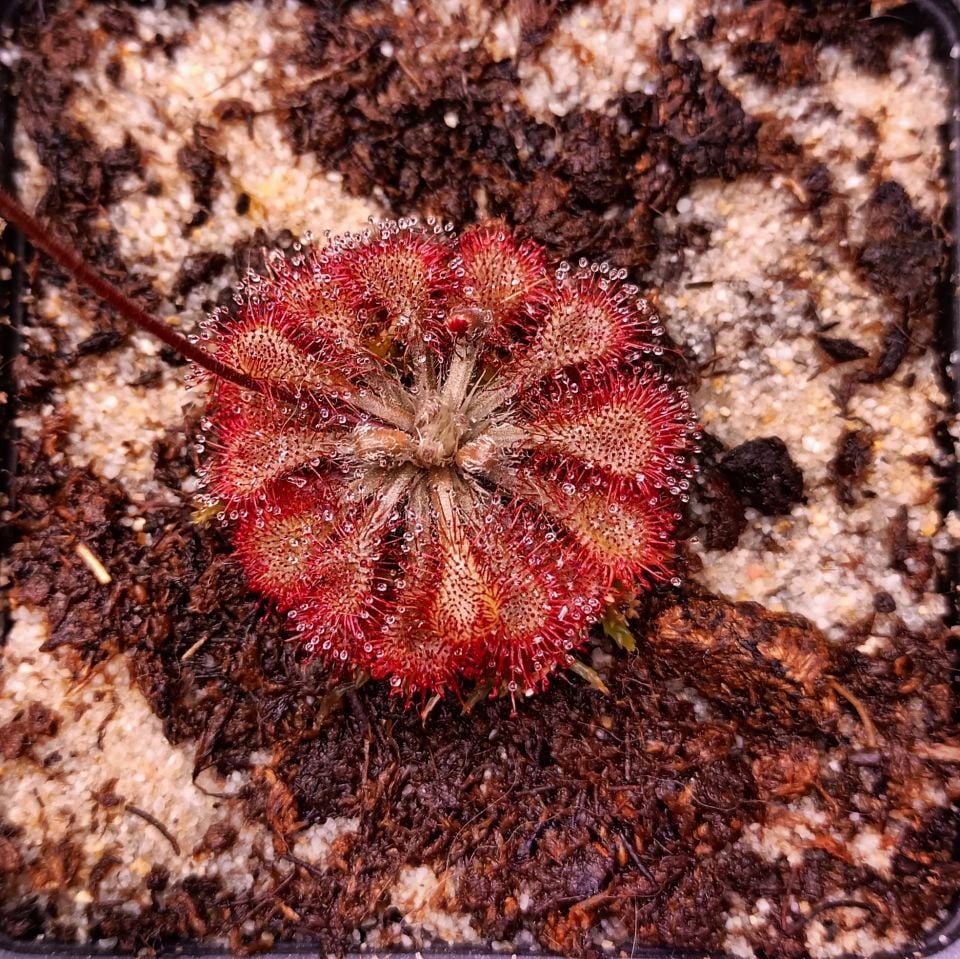 Drosera lovellae