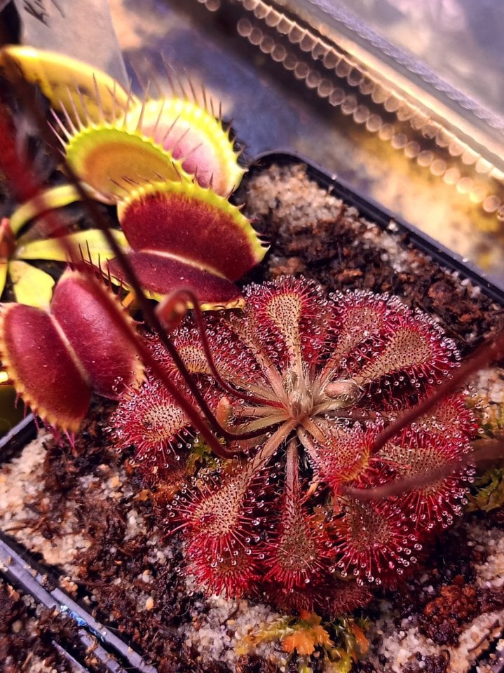 Drosera lovellae
