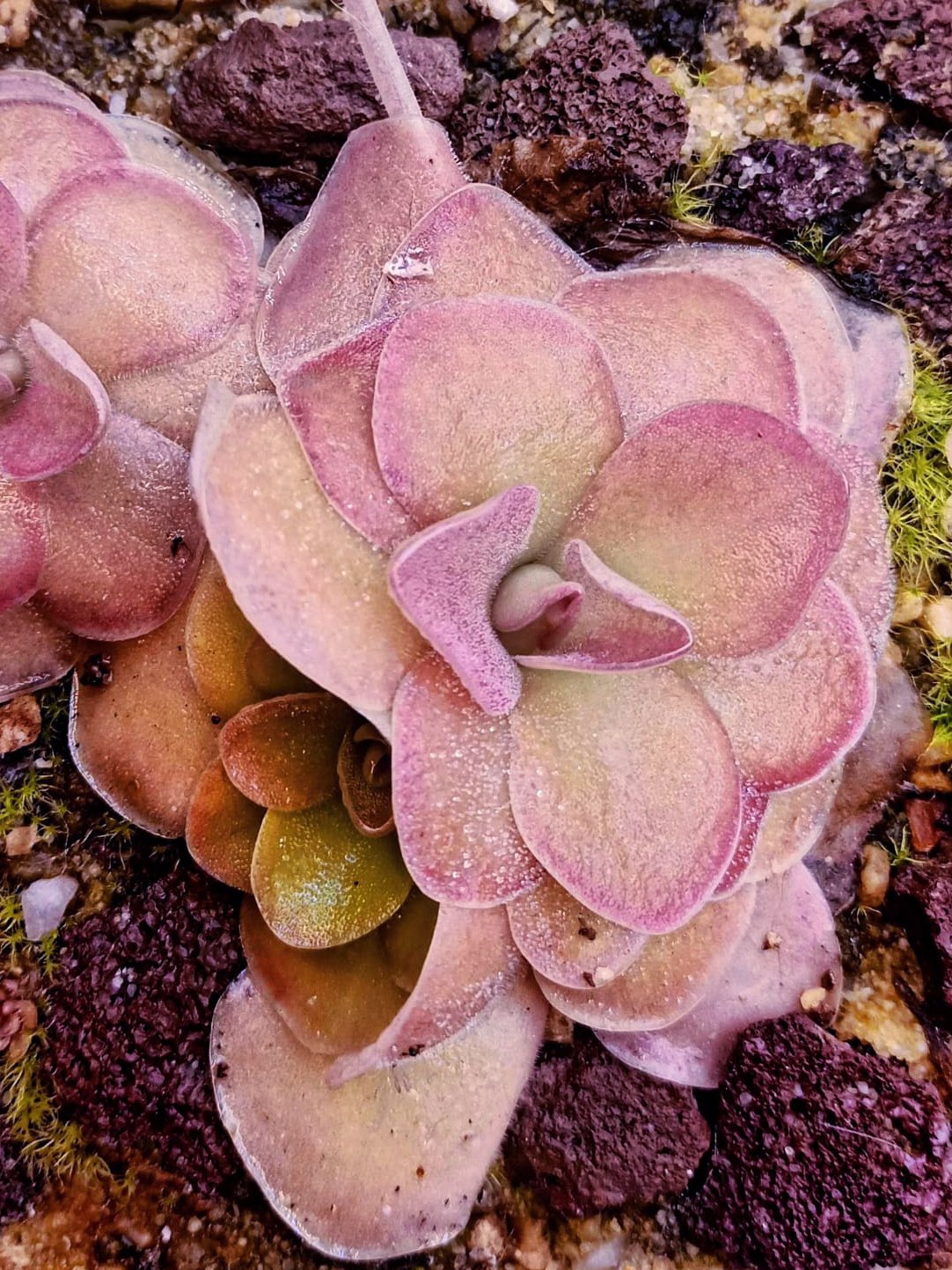 Pinguicula Sethos