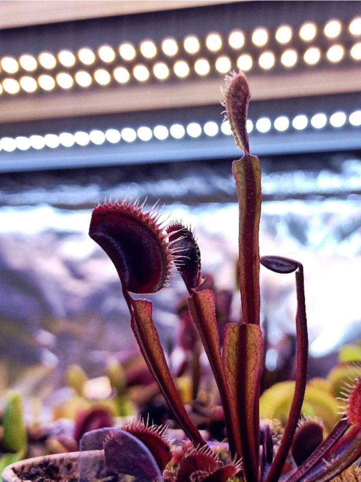 Dionaea Muscipula ''Akai Ryu''