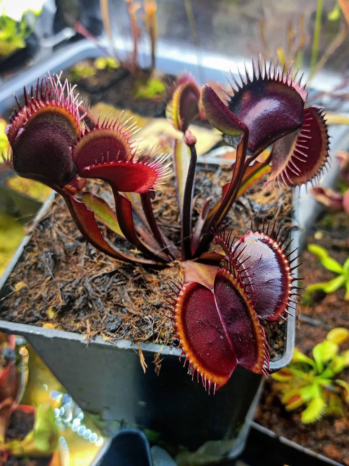 Dionaea Muscipula ''Akai Ryu''