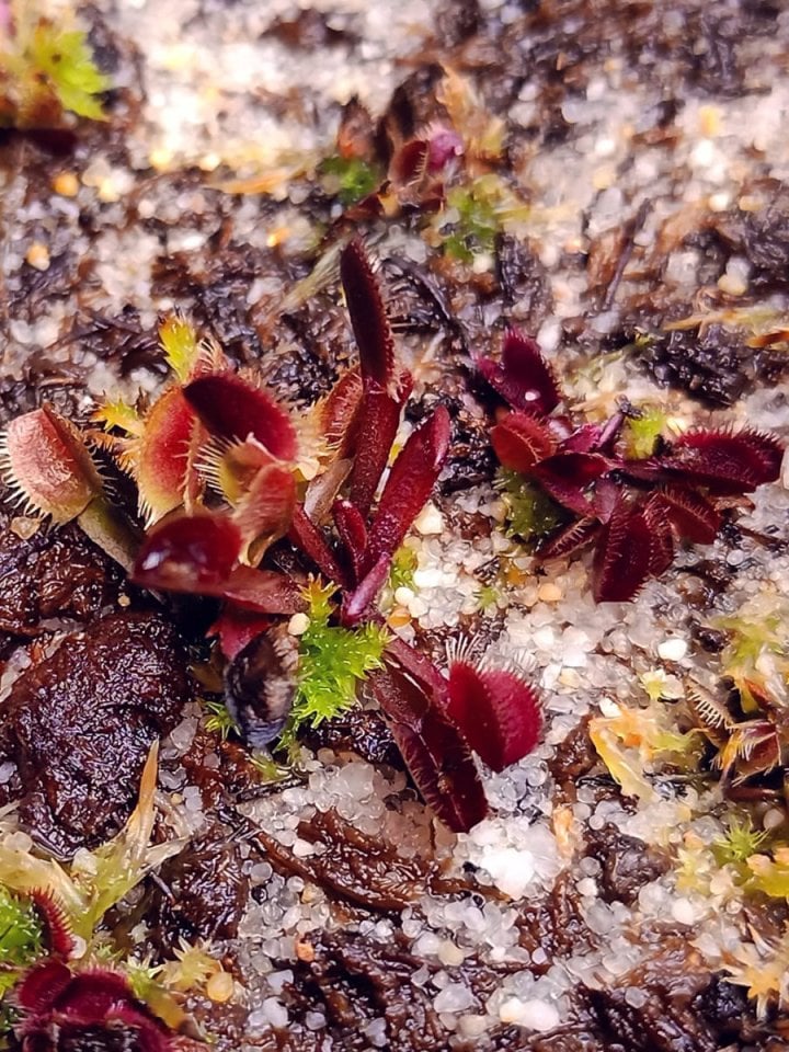 Dionaea Muscipula ''Akai Ryu''
