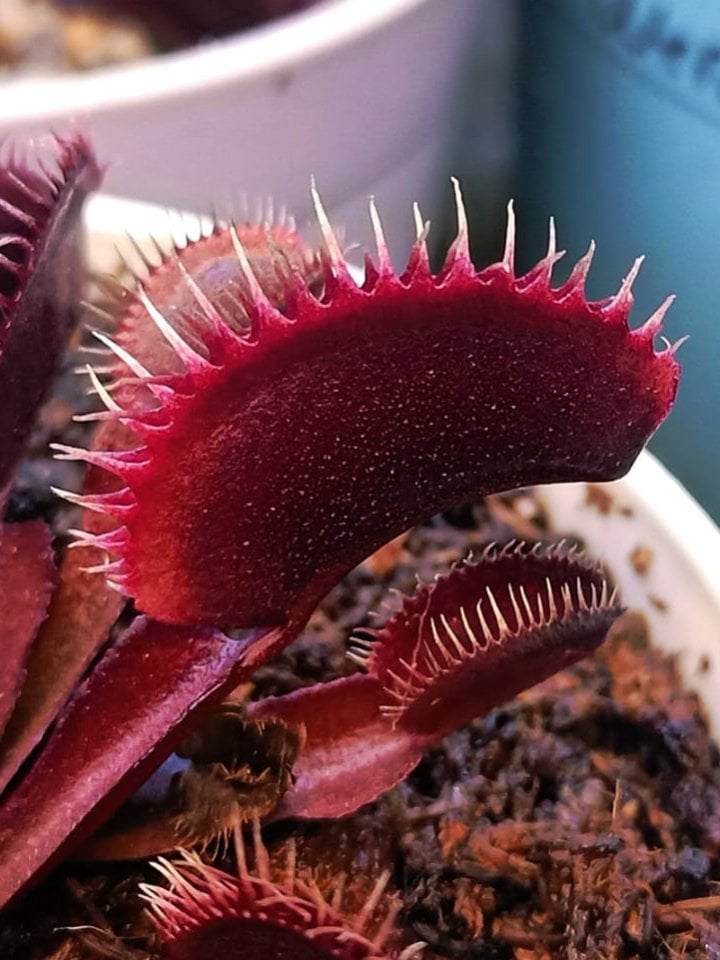 Dionaea Muscipula ''Akai Ryu''