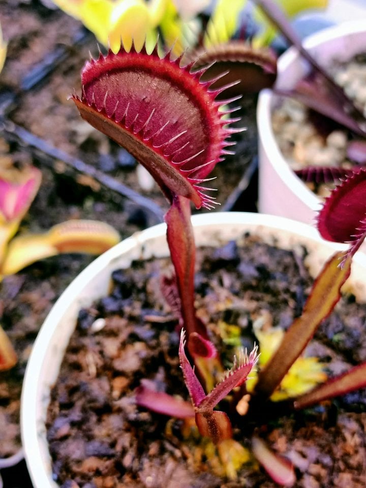 Dionaea Muscipula ''Akai Ryu''