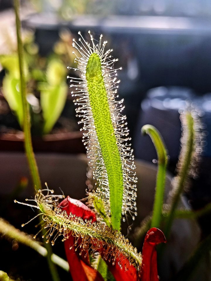 Drosera Capensis