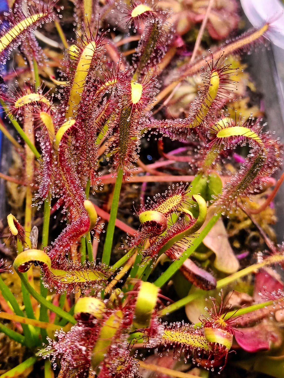 Drosera Capensis