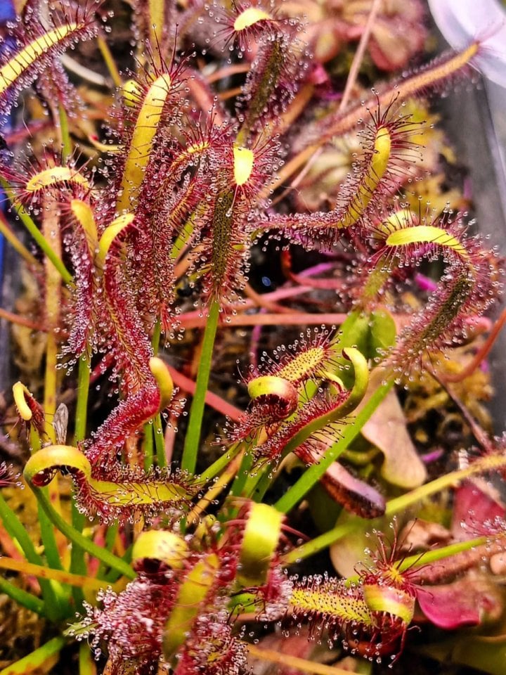 Drosera Capensis