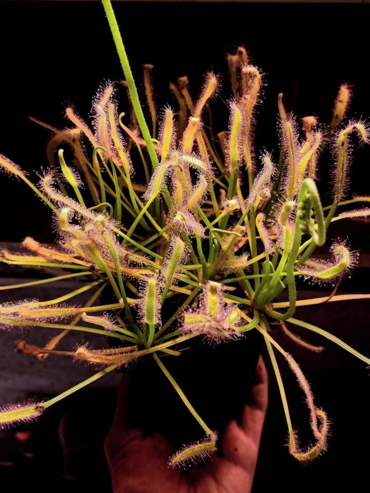 Drosera Capensis