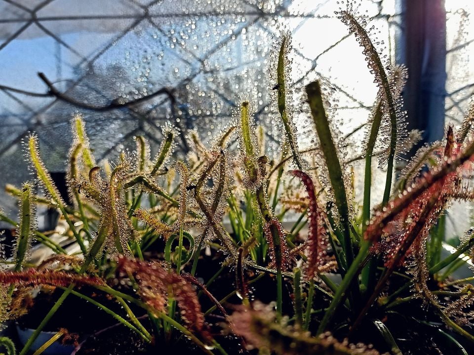 Drosera Capensis