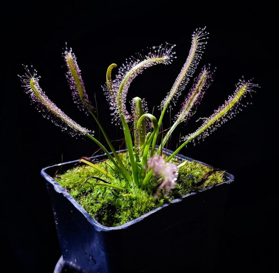 Drosera Capensis