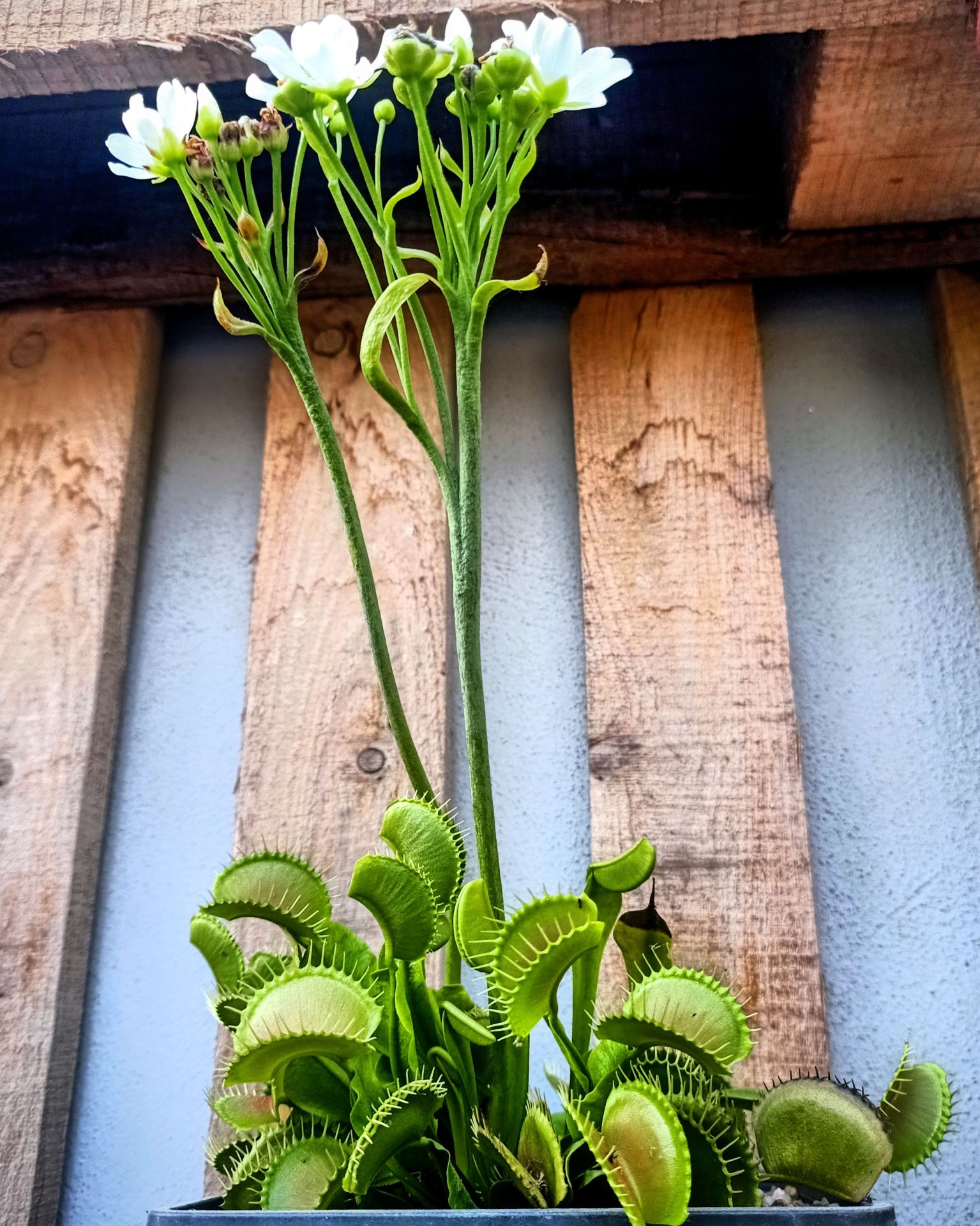 Dionaea Muscipula ''B52''