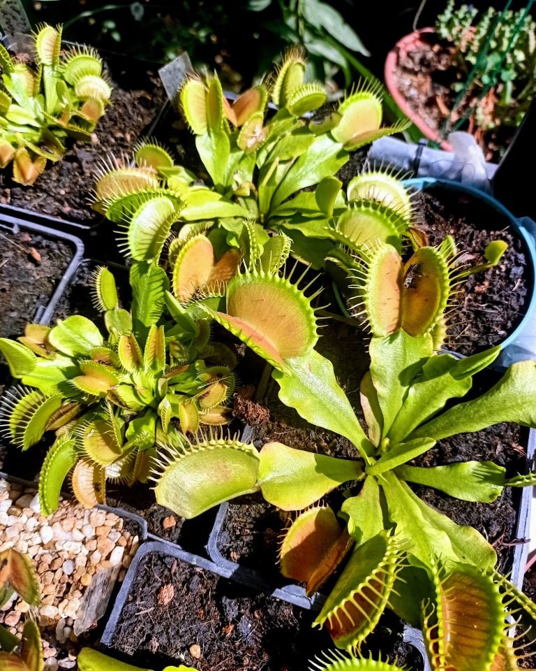 Dionaea Muscipula ''B52''