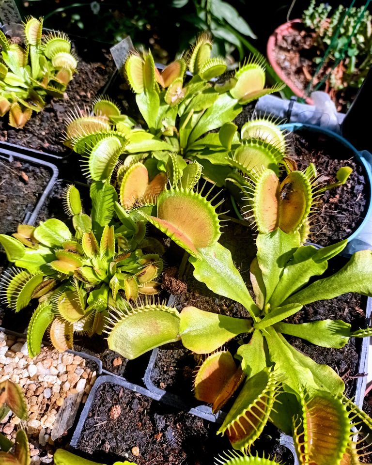 Dionaea Muscipula ''B52''
