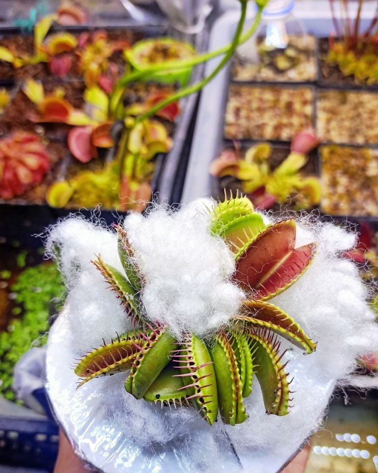 Dionaea Muscipula ''B52''