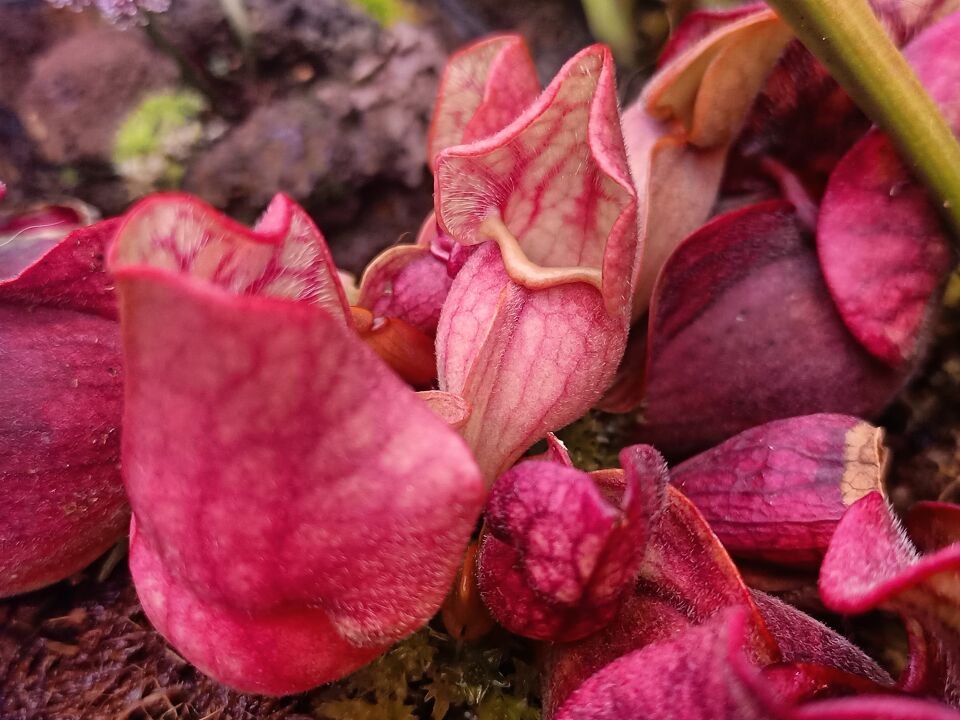 Sarracenia purpurea ''venosa''