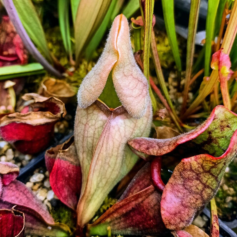 Sarracenia purpurea ''venosa''