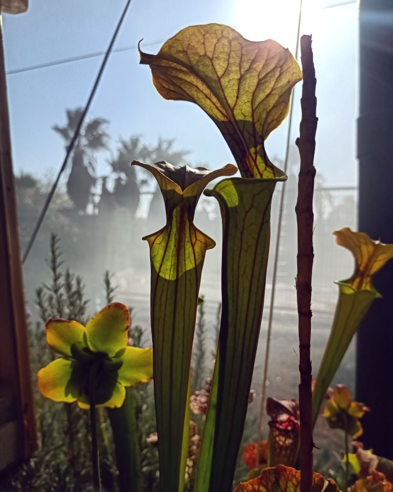 Sarracenia flava ''cuprea''