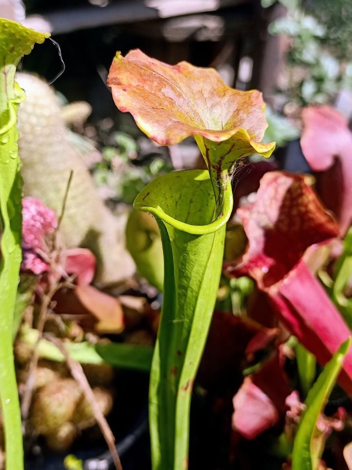 Sarracenia flava ''cuprea''