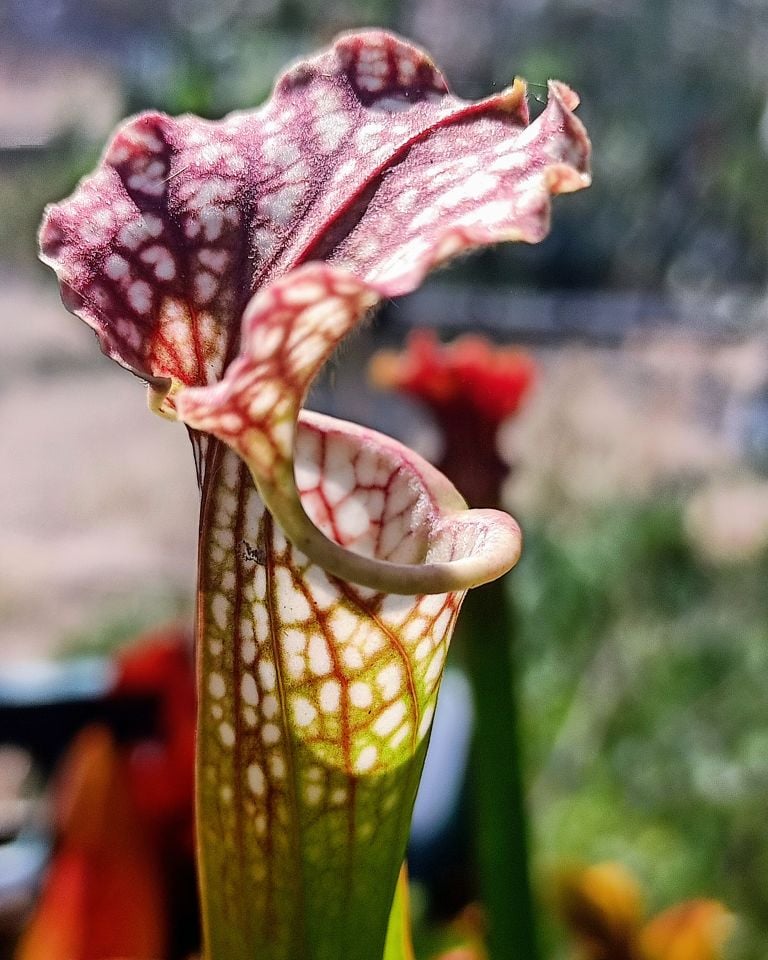 Sarracenia leucophylla pink form