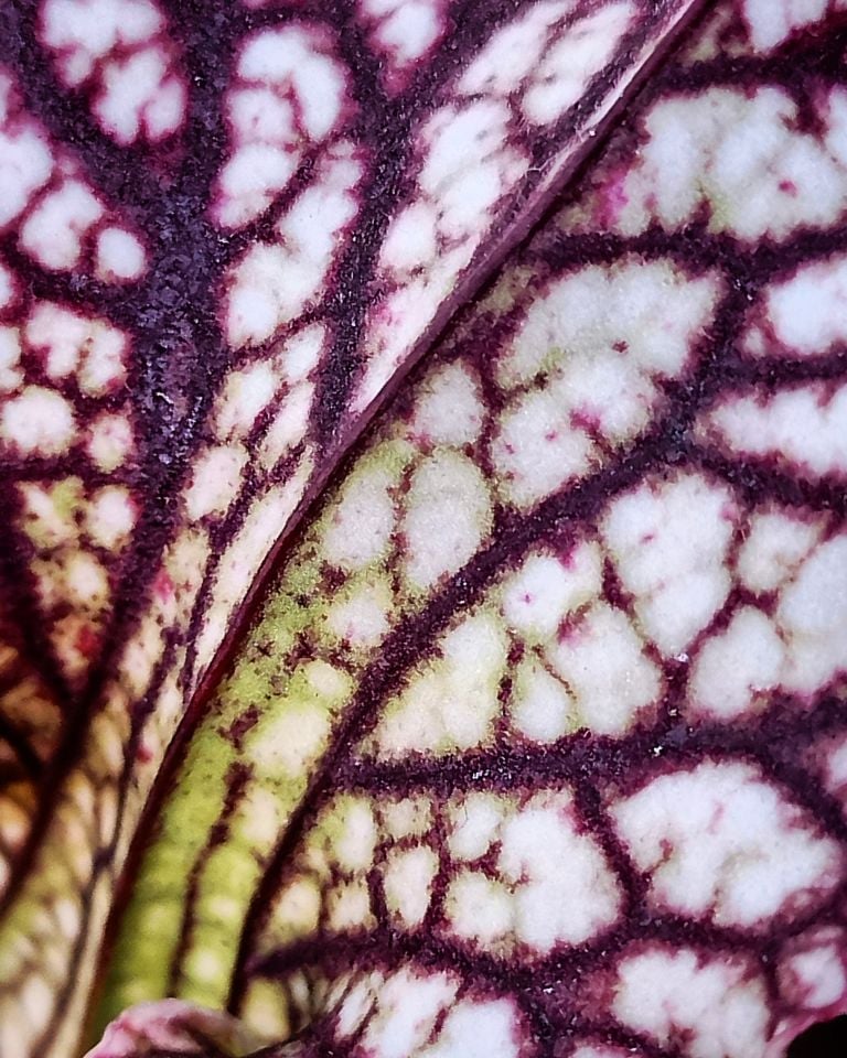 Sarracenia leucophylla pink form