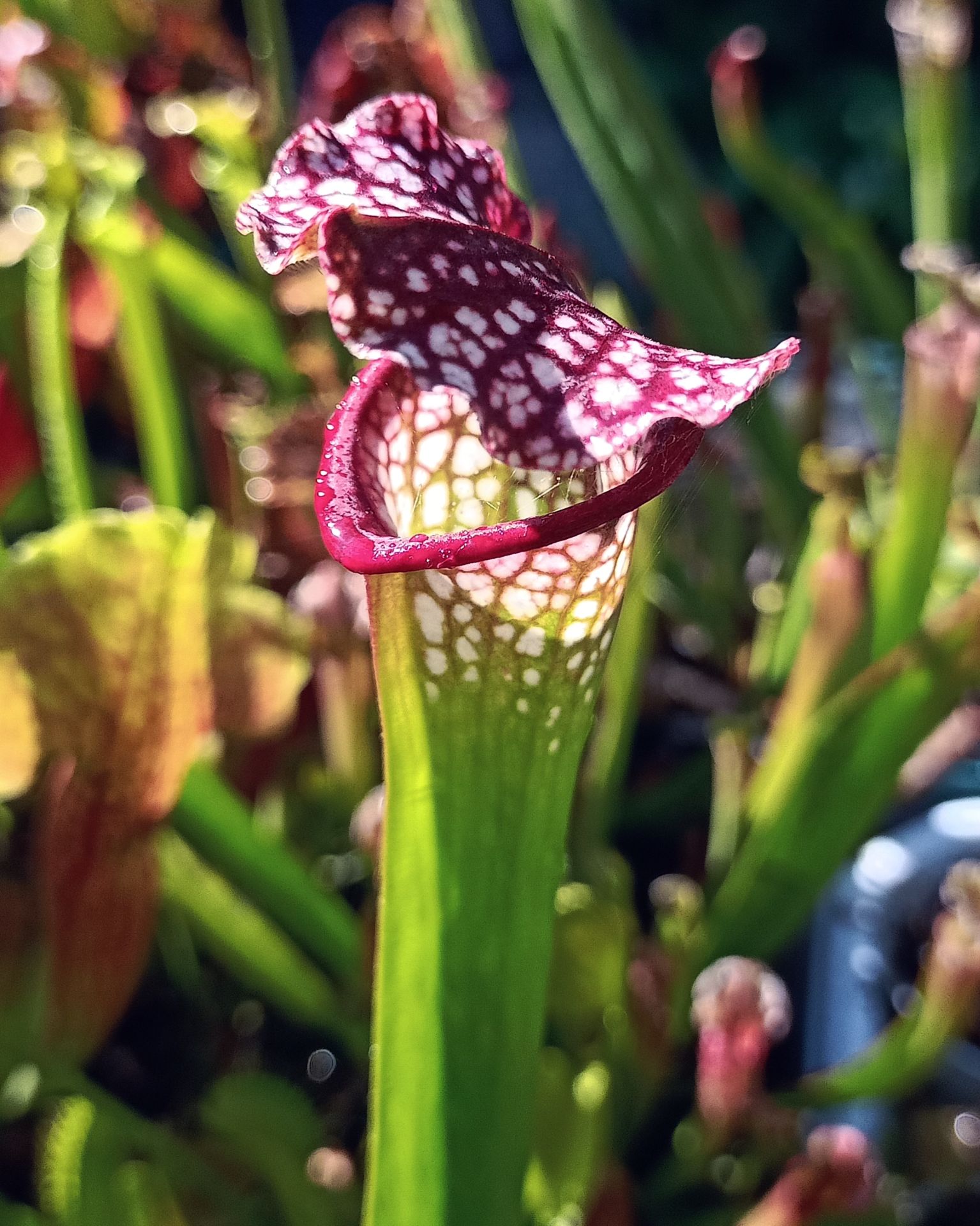 Sarracenia leucophylla pink form