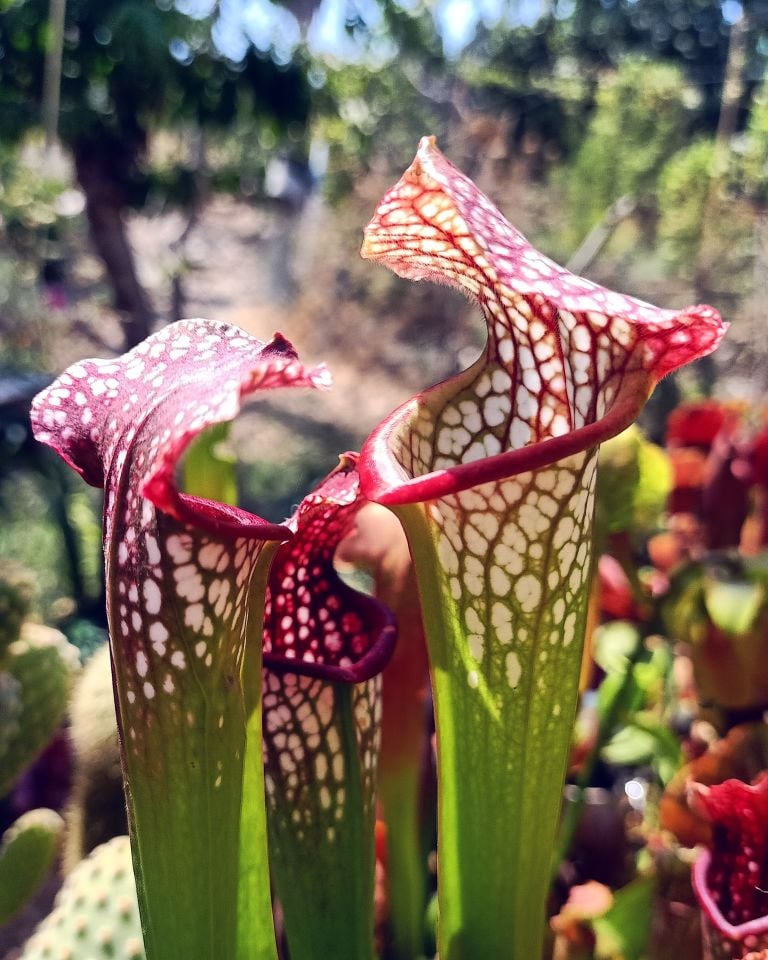 Sarracenia leucophylla pink form