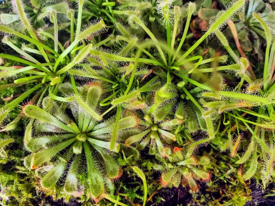 Drosera spatulata tipik form