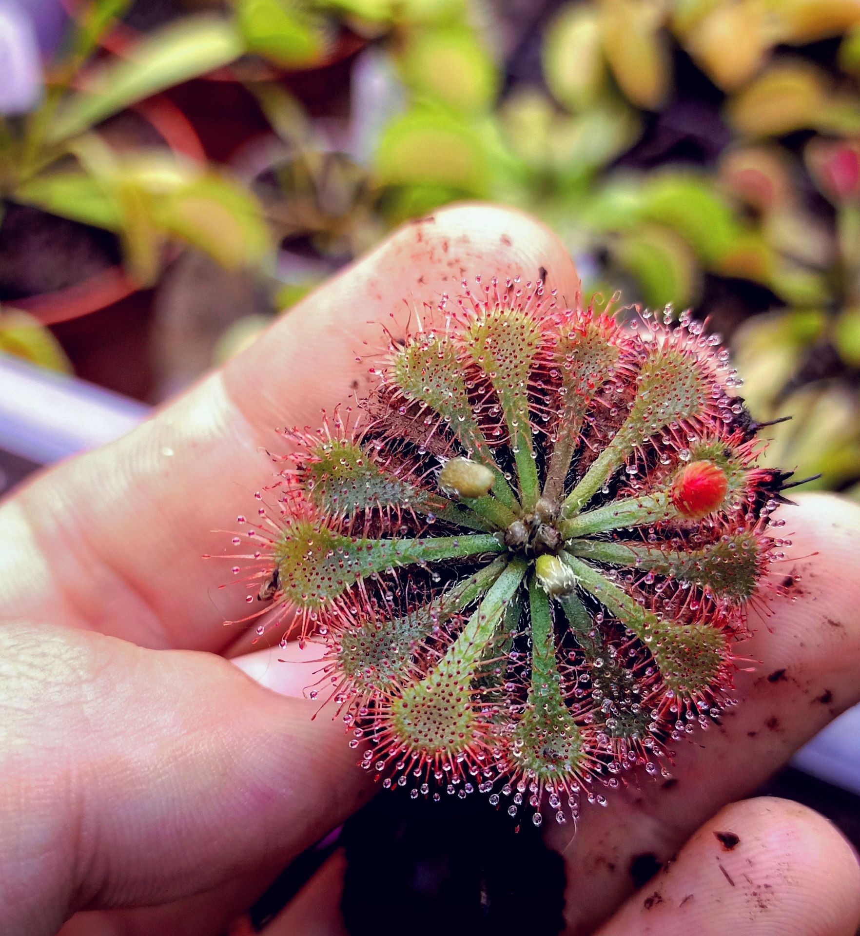 Drosera spatulata tipik form