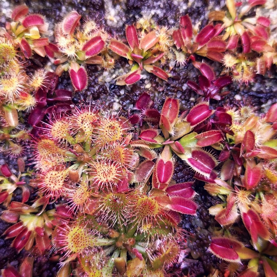 Drosera spatulata tipik form