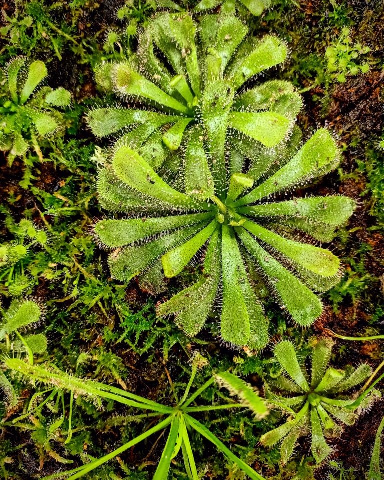 Drosera aliciae