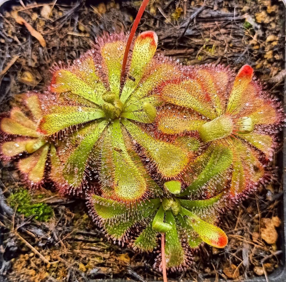 Drosera aliciae