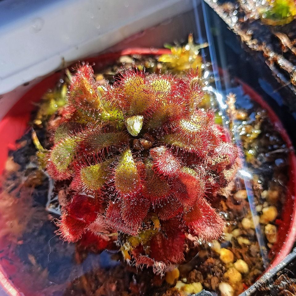 Drosera aliciae