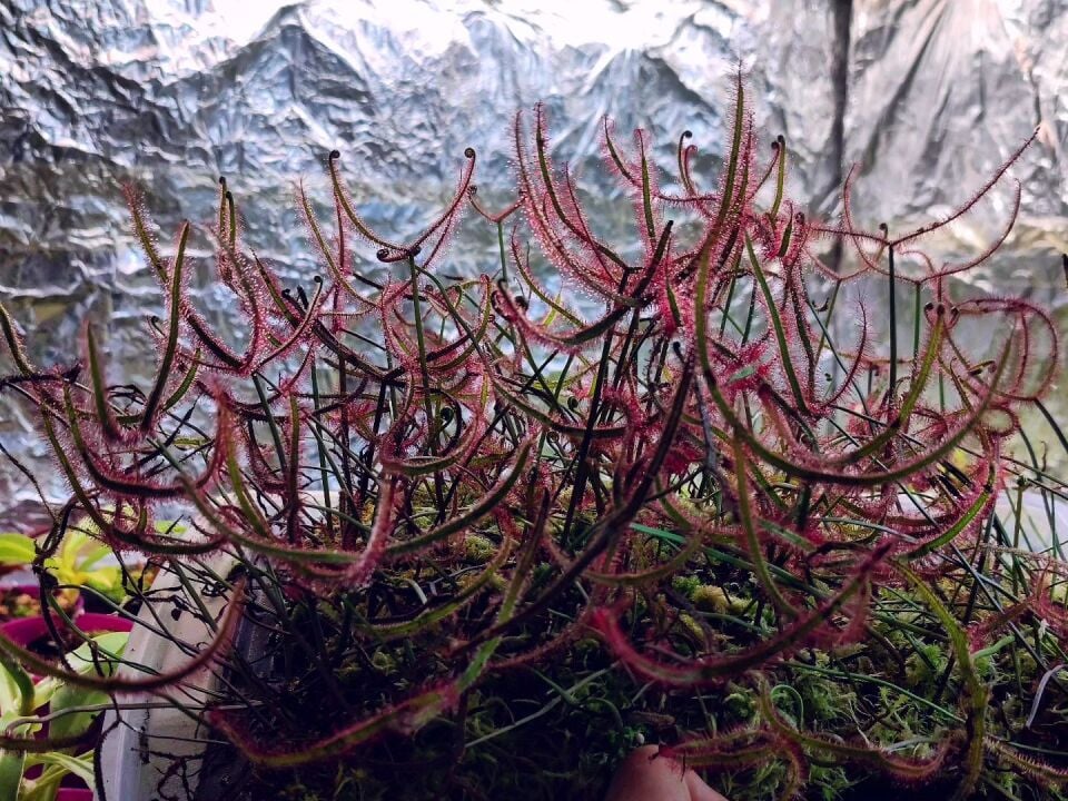 Drosera Binata ''multifida''
