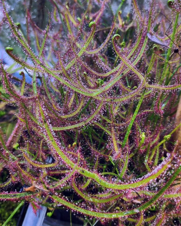 Drosera Binata ''multifida''