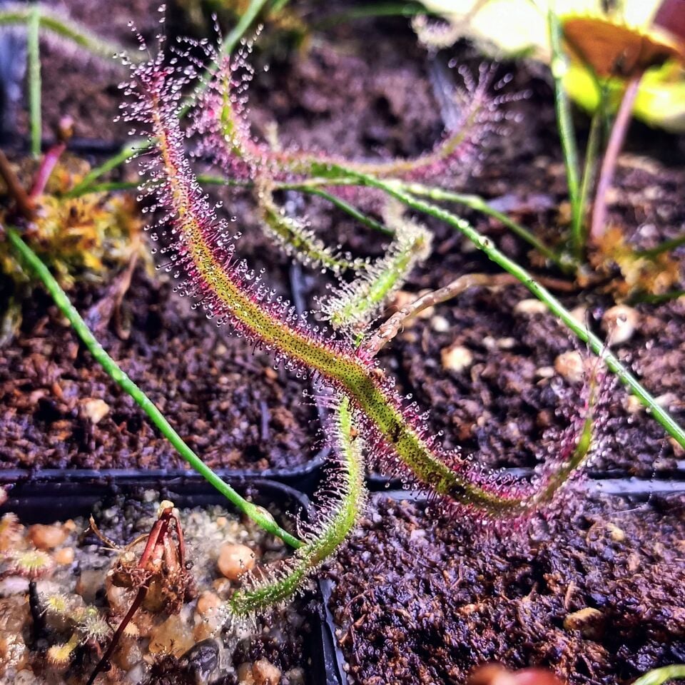 Drosera Binata ''multifida''