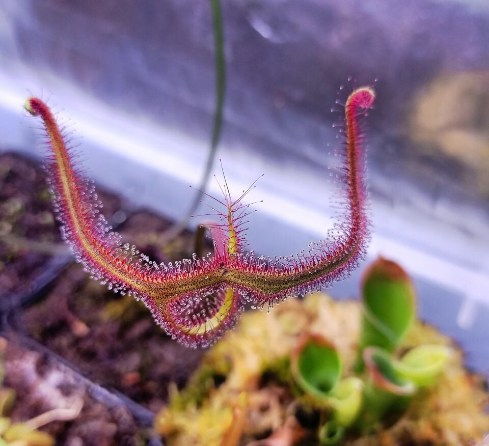 Drosera Binata ''multifida''