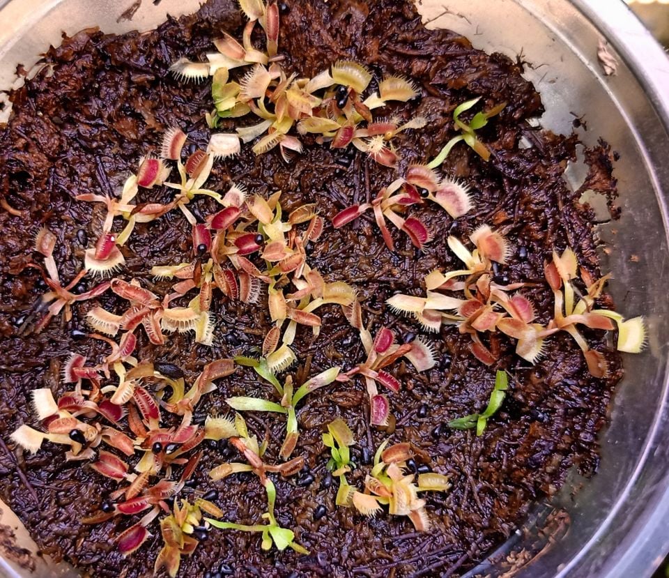 Dev Kapanlı Dionaea Muscipula Tohum Yetiştirme Kiti