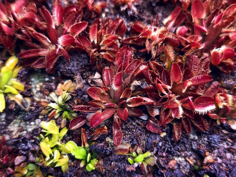 Kırmızı Dionaea Muscipula Tohum Yetiştirme Kiti