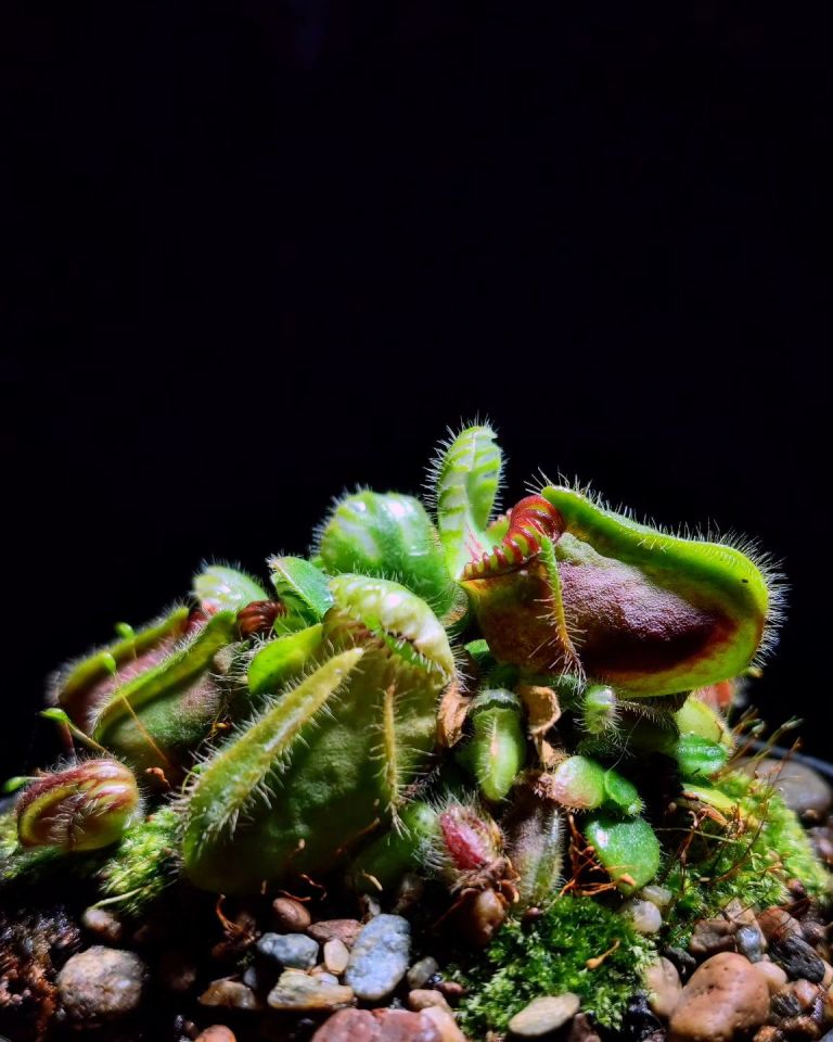 Cephalotus Follicularis - Kendine Has Etobur Bitki