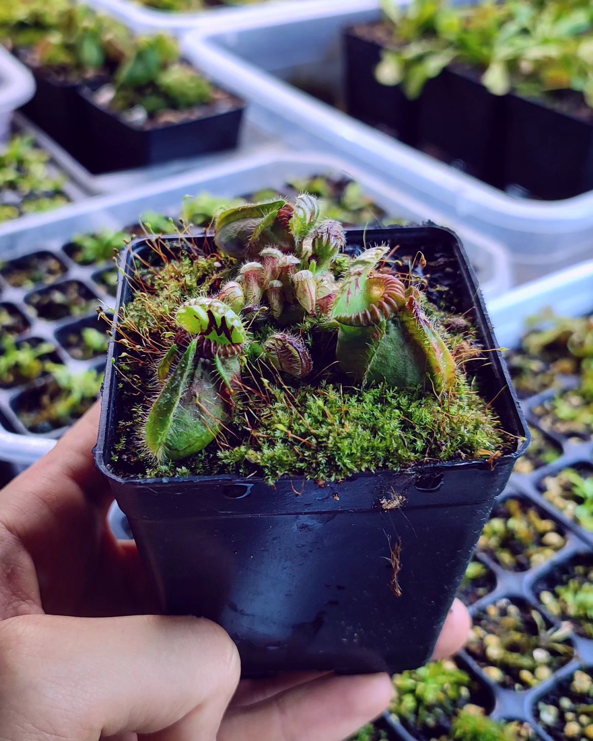 Cephalotus follicularis 普通種 Cephalotus Follicularis - Kendine Has Etobur Bitki